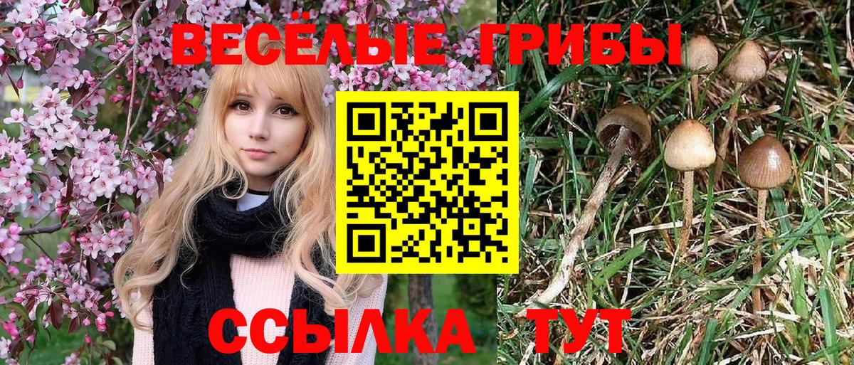 Шатура  как найти наркотики  Галлюциногенные грибы ЛСД  Вход с VPN  Псилоцибиновые грибы MAGIC MUSHROOMS 